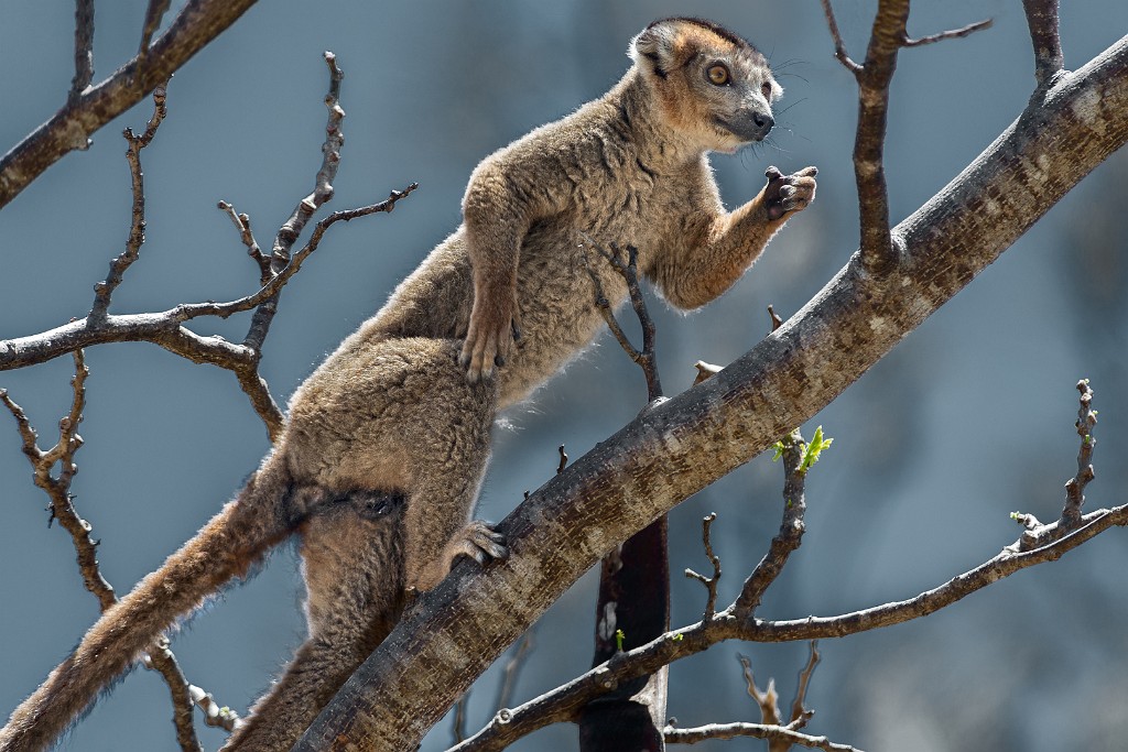 Madagascar 643 copia 1